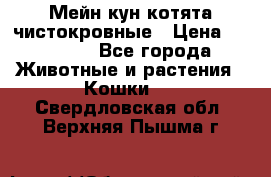 Мейн-кун котята чистокровные › Цена ­ 25 000 - Все города Животные и растения » Кошки   . Свердловская обл.,Верхняя Пышма г.